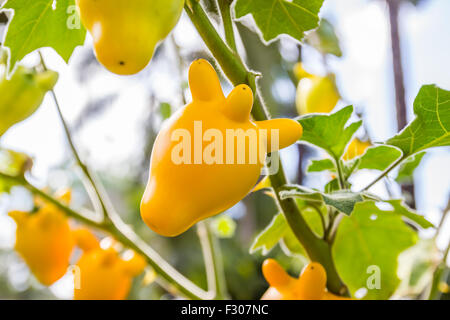 Solanum mammosum plant at Mae Fah Luang Garden,locate on Doi Tung,Thailand Stock Photo