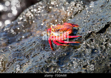 Sally Lightfoot Crab (Grapsus grapsus) on rock, Puerto Baquerizo Moreno, San Cristobal Island, Galapagos Islands Stock Photo