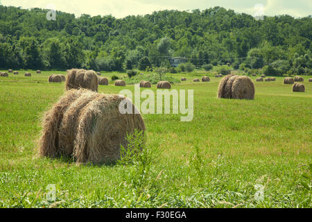 hay bales on countryside field Stock Photo