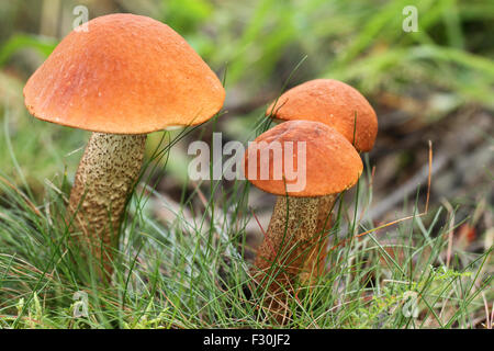 Group of Leccinum aurantiacum mushrooms beneath green grass. Stock Photo