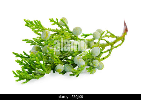 juniper plant with berries is isolated on white background, closeup Stock Photo