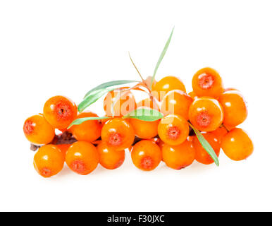 sea buckthorn berries branch is isolated on white background Stock Photo