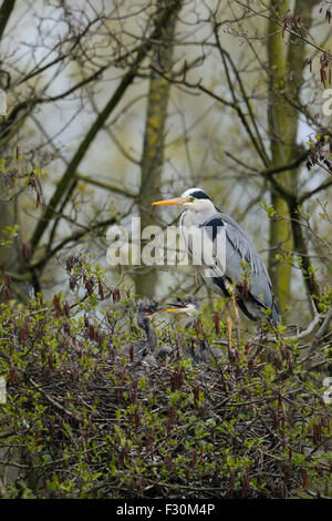 Adult Grey Heron / Graureiher ( Ardea cinerea ) stands on the edge of his nest with two squabbling fledglings in it, wildlife, Europe. Stock Photo
