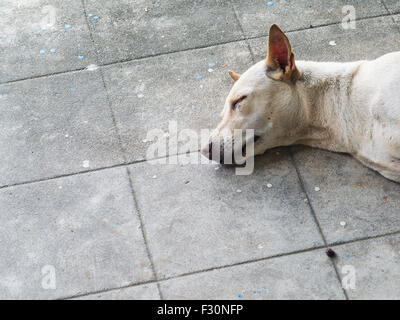 Thai dog sleeping on the cement floor Stock Photo