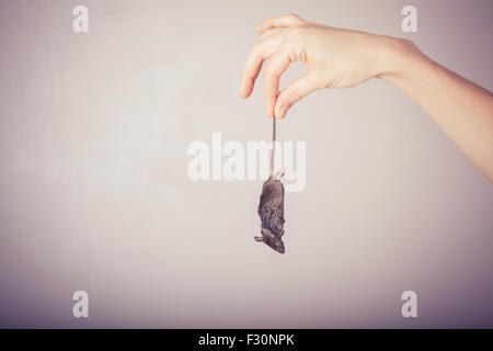 A hand is holding a dead mouse by it's tail Stock Photo