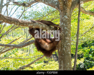 Young orangutan climbing and hanging on tree branch