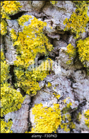 Two ants on a crust full of mold and lichen Stock Photo