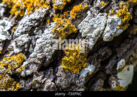 Texture of moss and lichen growing on the bark of a tree Stock Photo