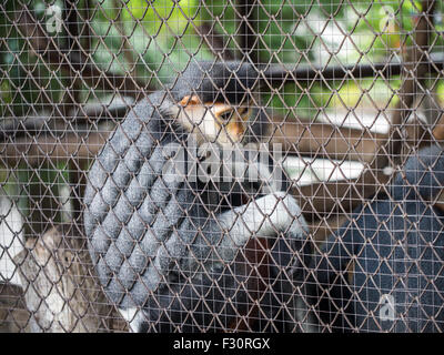 Red-shanked douc langur sit in the cage Stock Photo