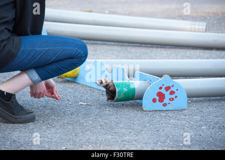 Soham, Cambrideshire, UK . 26th Sep, 2015. Ferret emerging from a pipe during the ferret racing at Soham Pumpkin fair 2015 Credit:  Jason Marsh/Alamy Live News Stock Photo