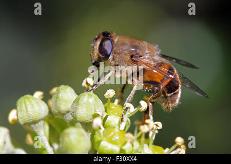 Close-up, macro photo of a Bee feeding on an Ivy flower. Stock Photo