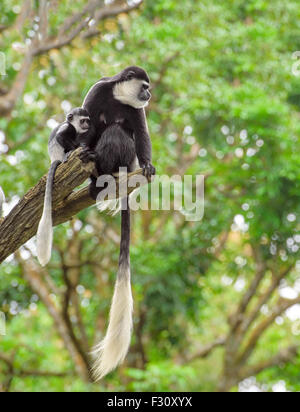 Baby colobus monkey with its mom sitting on a tree in rainforest Stock Photo