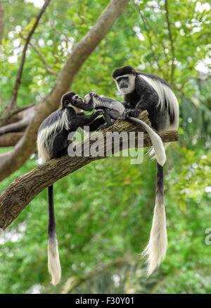 Family of black and white colobus monkeys sitting on a tree in rainforest Stock Photo