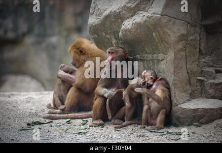 Family of Hamadryas baboon monkeys with its babies at rest Stock Photo