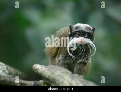 Emperor tamarin monkey with funny mustache Stock Photo