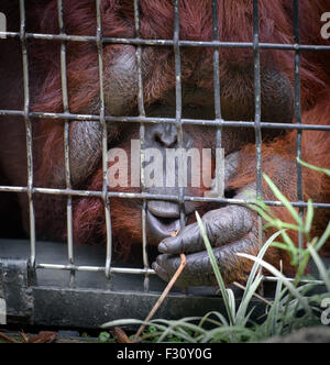 Orangutan in a cage reaching grass through the cells Stock Photo