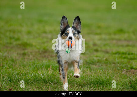 Australian Miniature Shepherd dog running with ball in mouth-Victoria, British Columbia, Canada. Stock Photo