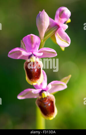 Close-up detail of flowers of sawfly orchid (Ophrys tenthredinifera) in Formentera Island (Pityusic Islands, Balearic Islands, Spain) Stock Photo