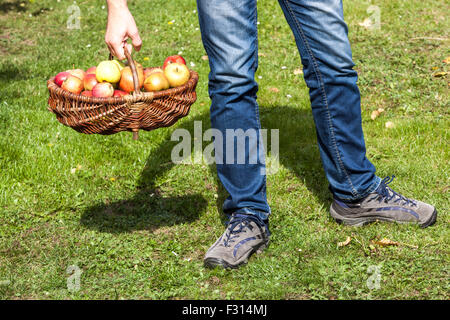 A man carries apples in basket wicker basket autumn harvest picked fruits Stock Photo