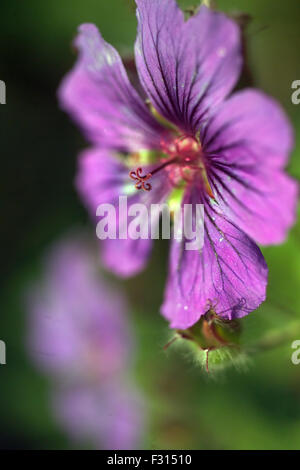 Cranesbill  / Geranium asphodeloides Stock Photo