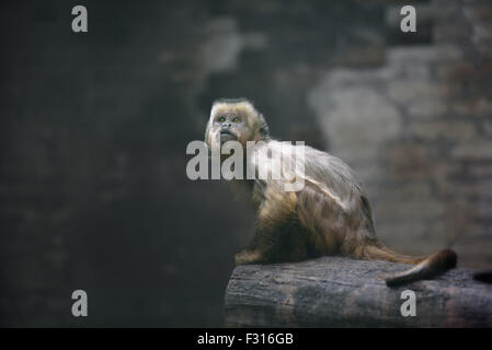 Young weeper capuchin monkey looking up