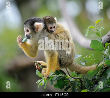 Black-capped squirrel monkey sitting on tree branch with its cute little baby Stock Photo
