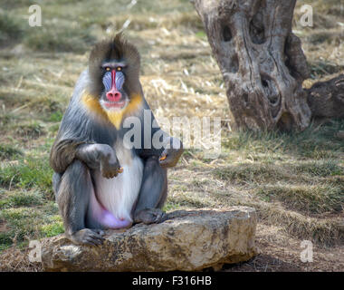 Colorful male mandrill monkey sitting on a rock looking straight in camera Stock Photo