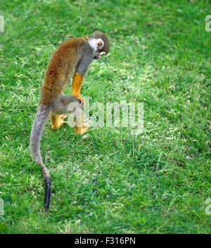 Squirrel monkey searching for something in the grass Stock Photo
