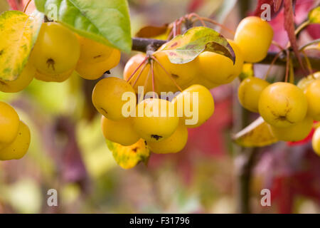 Malus 'Butterball'. Crab apple fruits in Autumn. Stock Photo