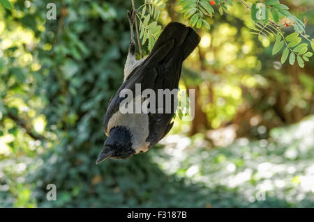The hooded crow (Corvus corone cornix), Warsaw Poland Stock Photo