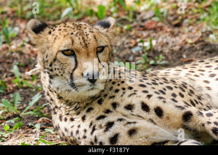 close up of cheetah (Acinonyx jubatus) Stock Photo