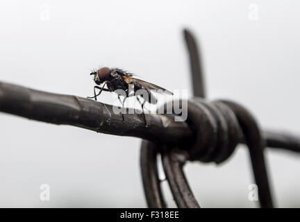 The fly sits on a barbed wire on a cloudy day, shallow depth of field Stock Photo