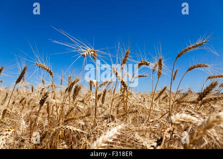 Wheat crops in a field Stock Photo