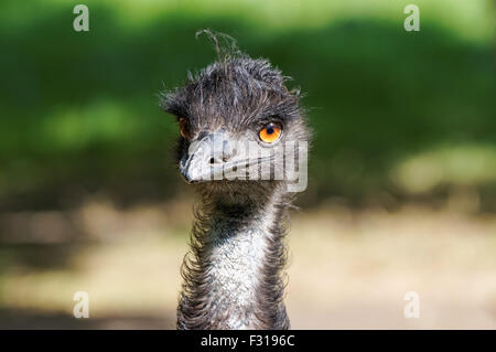 close up of emu (Dromaius novaehollandiae) Stock Photo