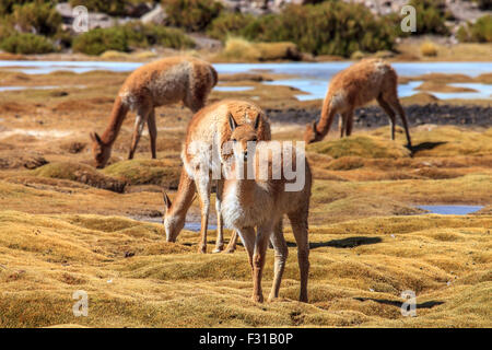 Vicunas grazing in the highlands of Chile Stock Photo