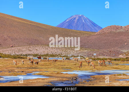 Vicunas grazing in Guatin. Licancabur volcano in the background (Atacama, Chile) Stock Photo