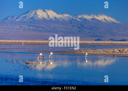 Flamingos in the Chaxa lagoon at sunset Stock Photo