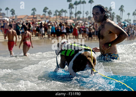 Huntington Beach, California, USA. 27th Sep, 2015. The longest rides of the day were all the way into shore. Dogs from around the world hit the waves to surf during the Surf City Surf Dog ® surf contest held at Dog Beach in Huntington Beach, CA on Sunday September 27, 2015. Credit:  Benjamin Ginsberg/Alamy Live News Stock Photo