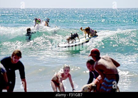 Huntington Beach, California, USA. 27th Sep, 2015. As if dogs surfing wasn't hard enough, these two ride tandem. Dogs from around the world hit the waves to surf during the Surf City Surf Dog ® surf contest held at Dog Beach in Huntington Beach, CA on Sunday September 27, 2015. Credit:  Benjamin Ginsberg/Alamy Live News Stock Photo