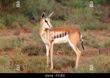 A young springbok antelope (Antidorcas marsupialis), Mokala National Park, South Africa Stock Photo