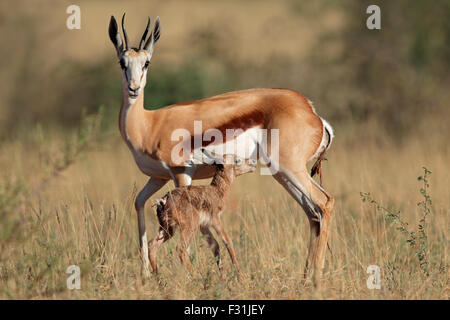 Springbok antelope (Antidorcas marsupialis) with newly born lamb, South Africa Stock Photo