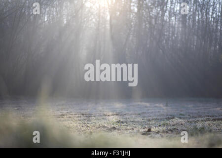 Fogy forest Stock Photo