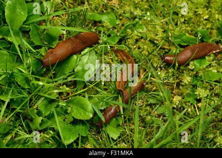Spanish slugs (Arion vulgaris) invasion in garden. Few slugs on a grass. Garden problem. Europe. Stock Photo