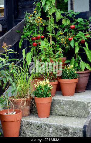 Ornamental container, vegetable garden in terracotta pots. Mirabell tomato plant, Poupila pepper plant, lemon eucalyptus.. Stock Photo