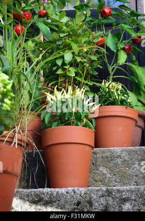 Ornamental container, vegetable garden in terracotta pots. Poupila pepper plant, Mirabell tomato plant, bay leaf and sweet peppe Stock Photo