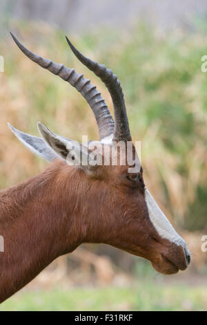 Blesbok (Damaliscus Dorcas), portrait, Mokuti Etosha Lodge, Namibia Stock Photo