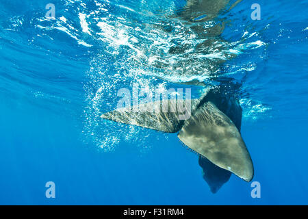 Sperm whale (Physeter macrocephalus) tail fin, underwater, Azores, Portugal Stock Photo