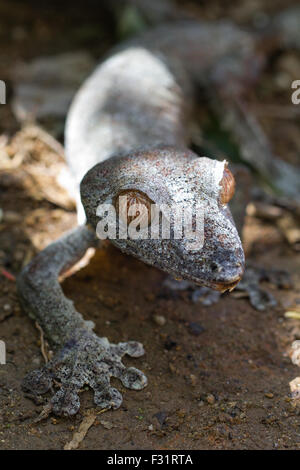 Giant leaf-tailed gecko (Uroplatus fimbriatus), Nosy Mangabe, Madagascar Stock Photo