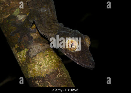 Giant leaf-tailed gecko (Uroplatus fimbriatus), on a tree branch, island of Nosy Mangabe, Antongil Bay, Madagascar Stock Photo