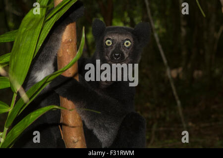 Indri (Indri indri), female on a tree, northeast Madagascar, Madagascar Stock Photo